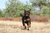 ROTTWEILER 034